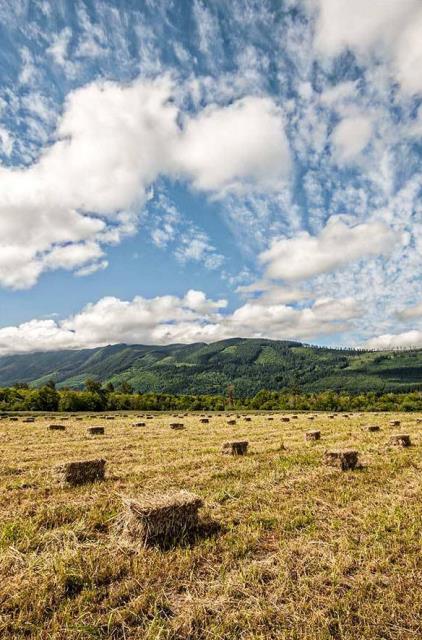 Field of Hay